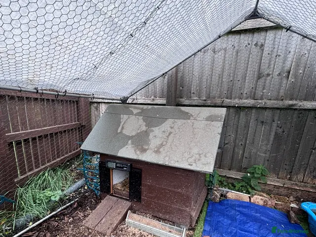 Ducks poultry for sale: Free to GOOD HOME: 3 x female runner ducks & coop - Advert 2