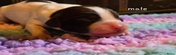 Mixed Breed dogs for sale: Clumber cocker springer cross - Advert 20