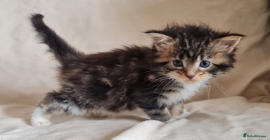 Maine Coon cats - Advert 15