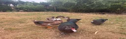 Ducks poultry for sale: Muscovy Ducks for sale - Male & Female - Advert 8