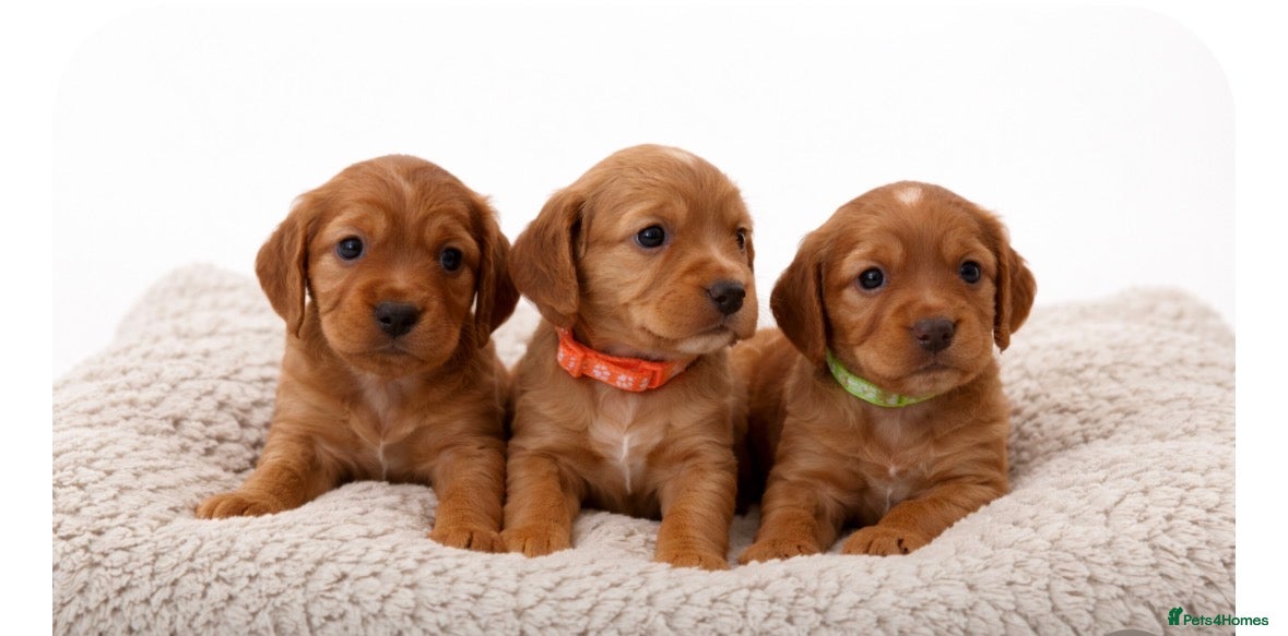 Cocker Spaniel dogs Beautiful KC Reg. Working Cocker Spaniels  - Advert 1