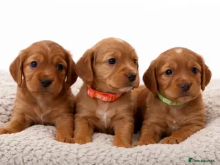 Cocker Spaniel dogs Beautiful KC Reg. Working Cocker Spaniels - Advert 1