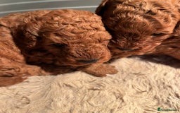 Cavapoo dogs for sale: Cavapoo puppies  - Image 7