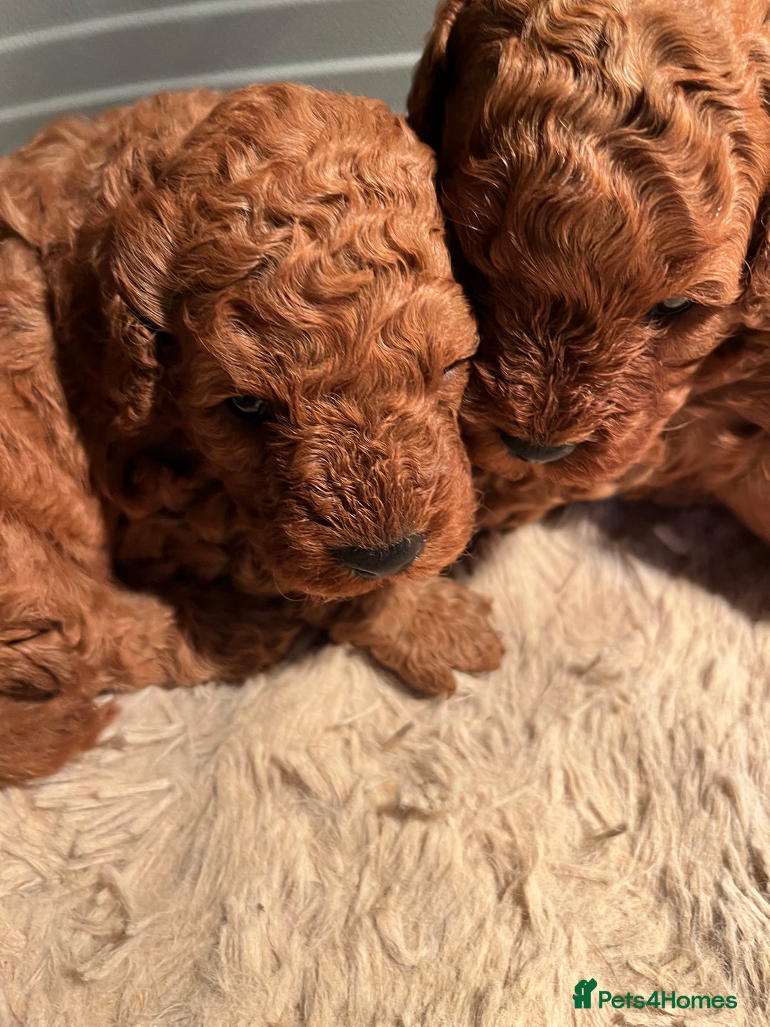 Cavapoo dogs for sale: Cavapoo puppies  - Image 7