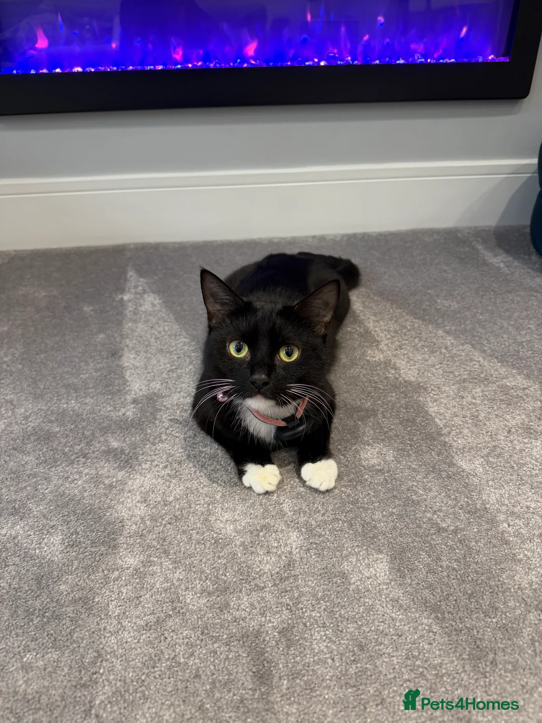 Mixed Breed cats for sale: Beautiful Tuxedo Mixed Breed Kittens in Feltham - Advert 10