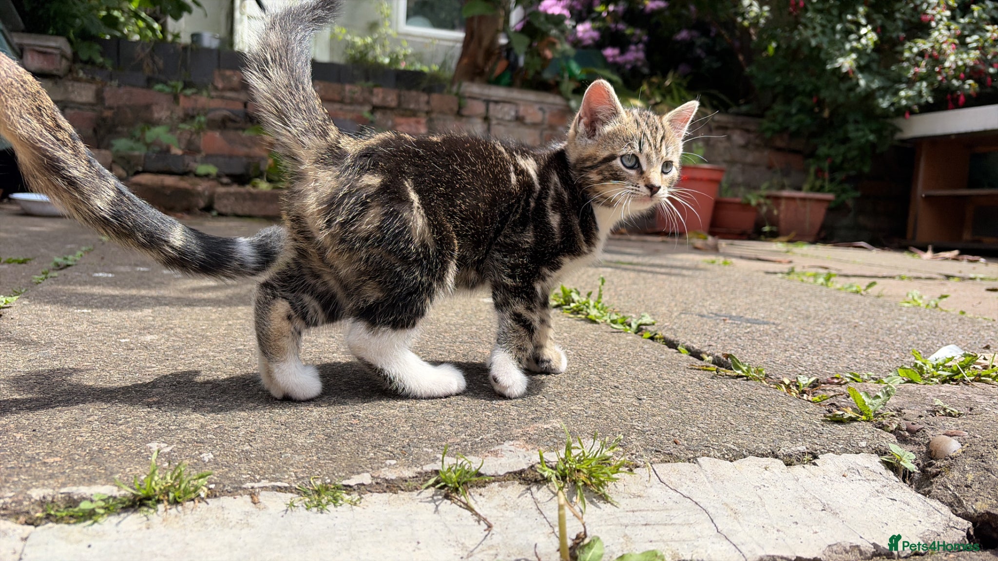 Mixed Breed cats for sale: Tabby  - Advert 3