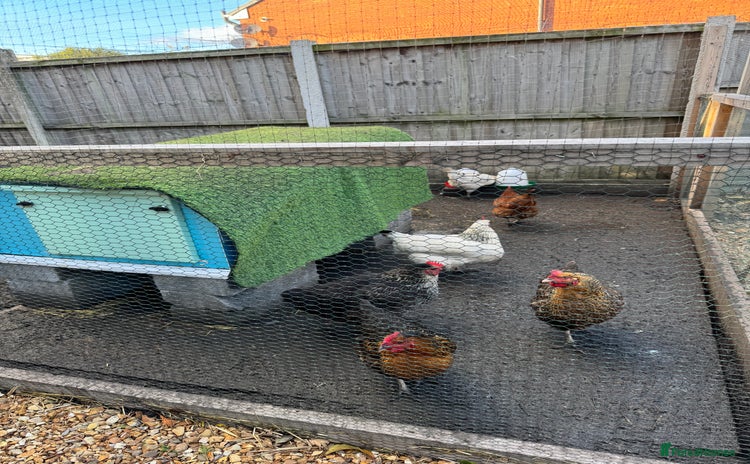 Chickens poultry - Advert 4