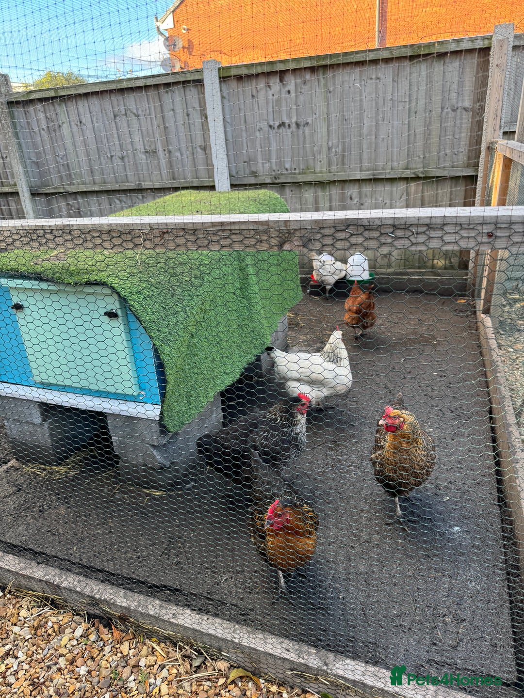 Chickens poultry for sale: Chickens for sale - Image 1