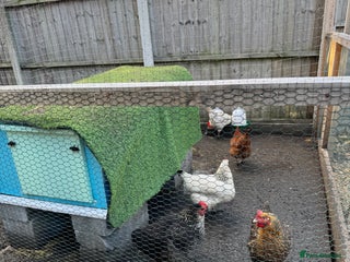 Chickens poultry - Advert 8