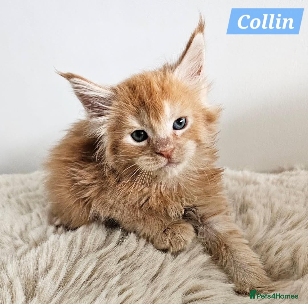 Maine Coon cats Exceptional red Maine Coon boys - Advert 1