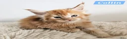 Maine Coon cats for sale: Exceptional red Maine Coon boys - Advert 1