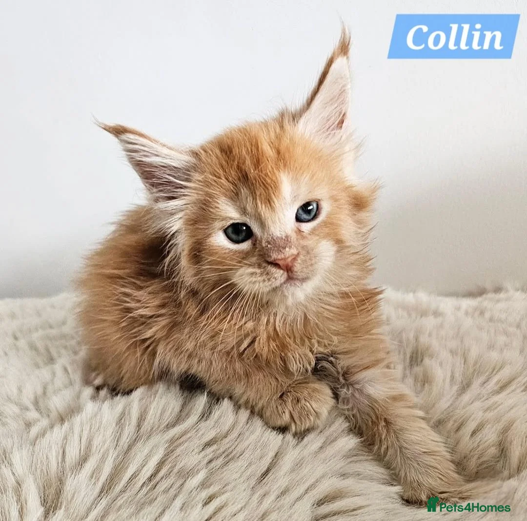 Maine Coon cats for sale: Exceptional red Maine Coon boys - Advert 1