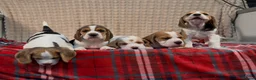 Beagle dogs for sale: BEAUTIFUL (SHOW TYPE) BEAGLE PUPPIES READY NOW - Advert 15