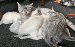 British Shorthair cats for sale: Beautiful British Shorthair Kittens... - Image 38