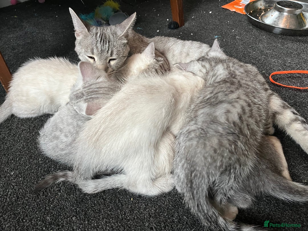 British Shorthair cats for sale: Beautiful British Shorthair Kittens... - Image 38