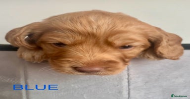 Cockapoo dogs - Advert 11