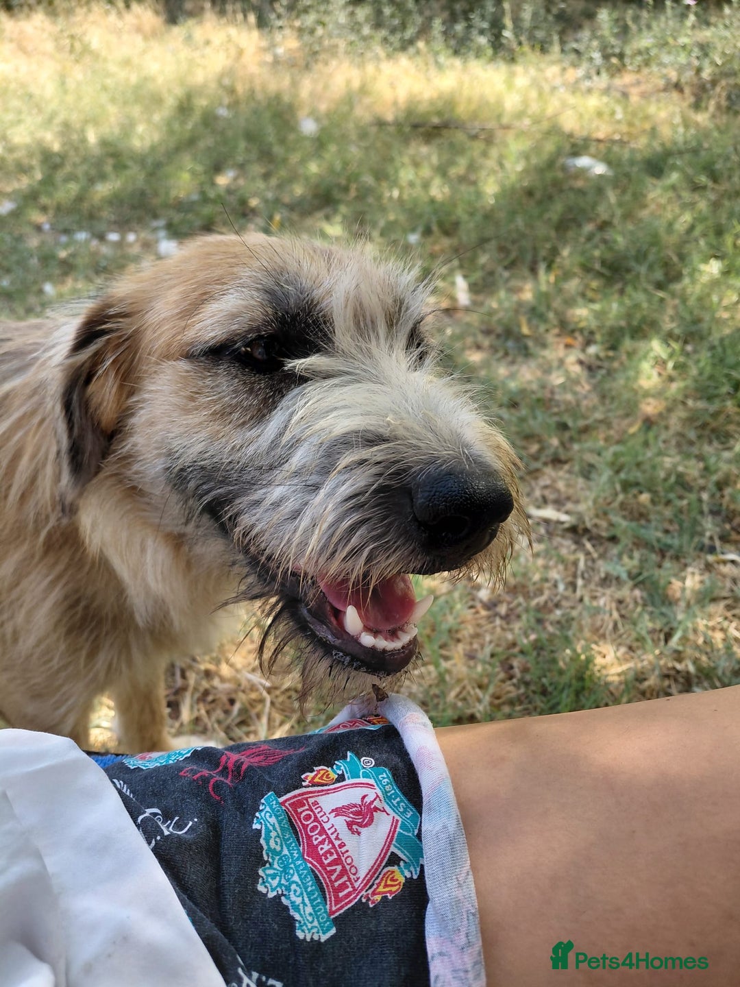 Mixed Breed dogs for adoption: TINA, a Lovely Puppy Girl - for a Loving Home - Image 20