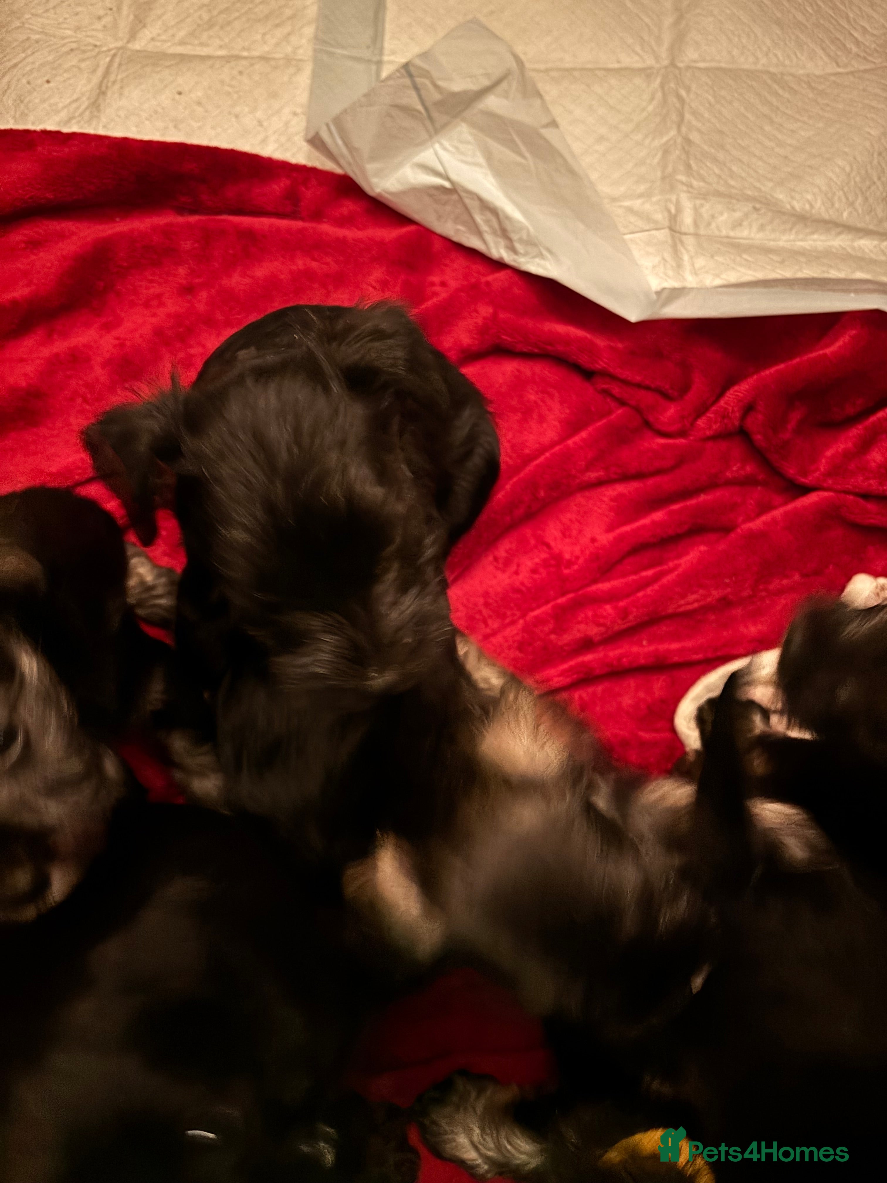 Miniature Schnauzer dogs Miniature schnauzer puppies - Advert 1