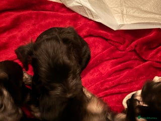 Miniature Schnauzer dogs Miniature schnauzer puppies - Advert 1