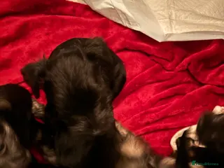 Miniature Schnauzer dogs Miniature schnauzer puppies - Advert 5