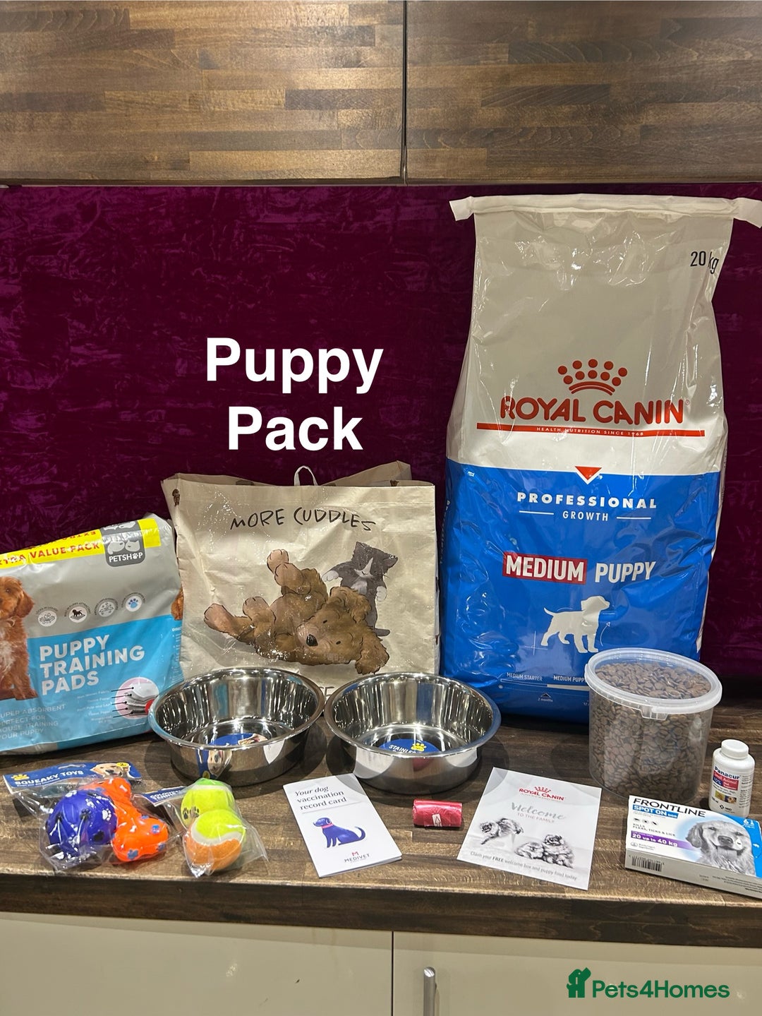 Bernedoodle dogs for sale: Bernedoodle puppies  - Advert 22