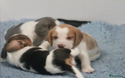 Beagle dogs for sale: 2 Kennel Club Reg TAN & WHITE BEAGLE BOYS - Image 4