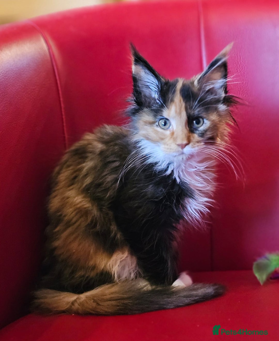 Maine Coon cats for sale: Beautiful Maine Coons kittens - Advert 3