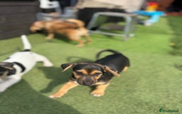 Jack Russell dogs for sale: 🐾Jack Russell Puppies🐾 - Image 22