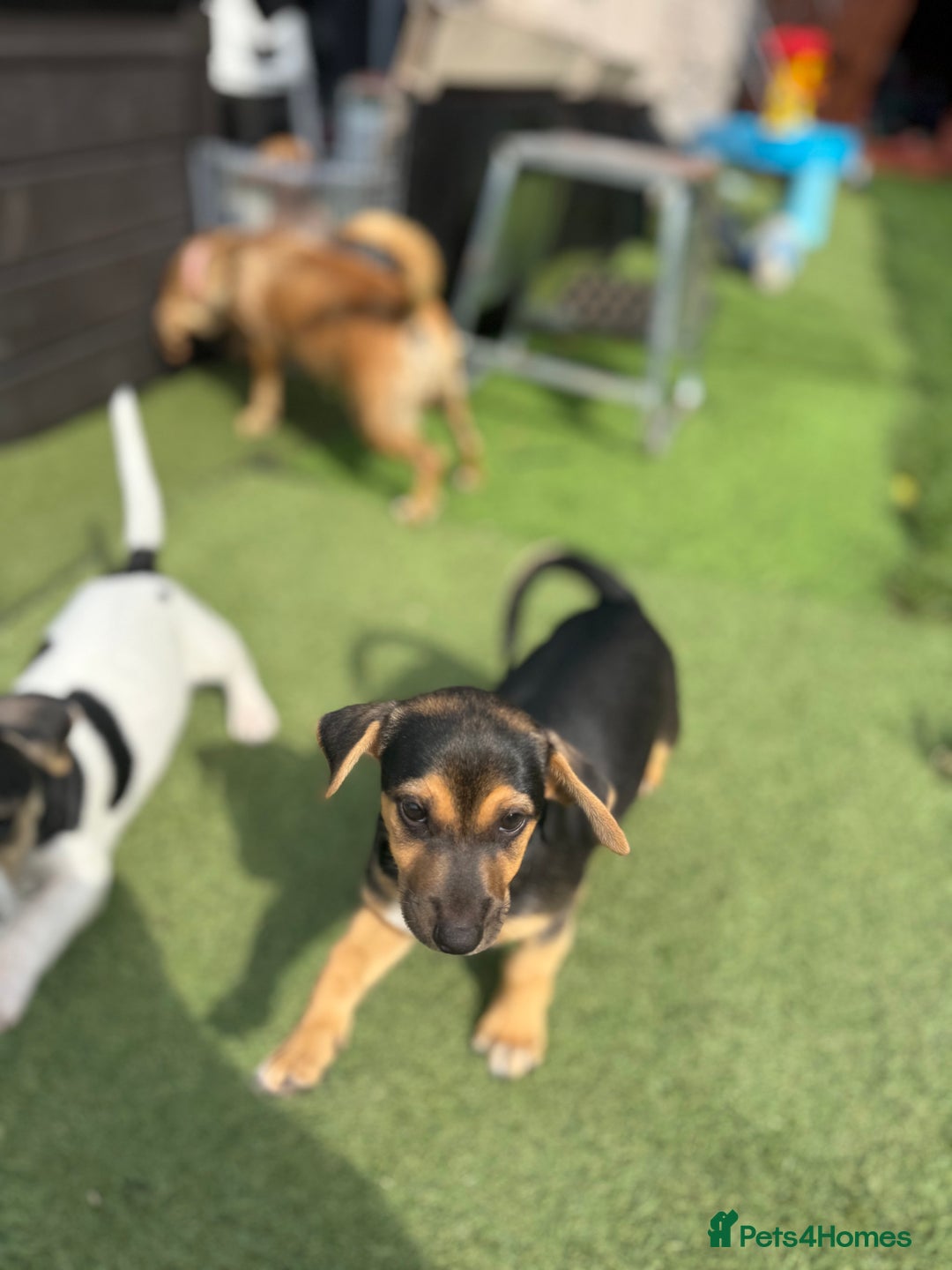Jack Russell dogs for sale: 🐾Jack Russell Puppies🐾 - Image 22
