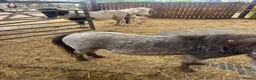 Shetland pony horses for sale: Shetland ponies - Advert 6