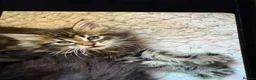 Maine Coon cats for sale: Stunning mission kittens  in Nuneaton - Advert 6