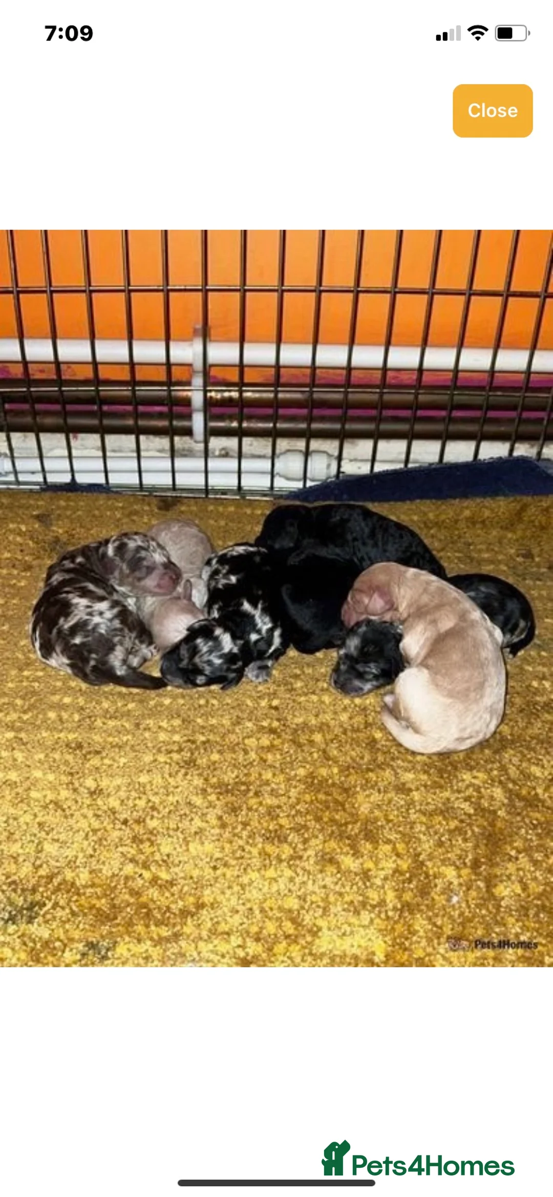 Miniature Poodle dogs for stud: Miniature poodle blue merle for stud in Bradford - Advert 12