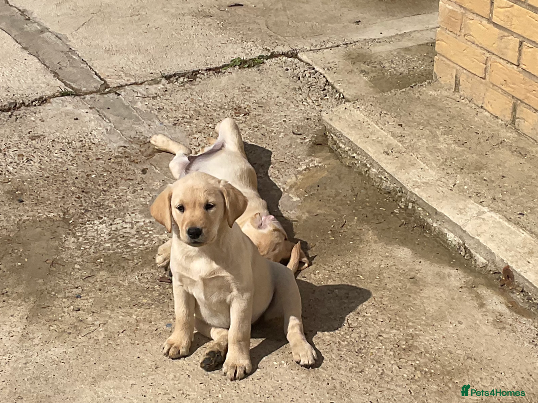 Labrador Retriever dogs for sale: Labrador puppies  - Advert 6
