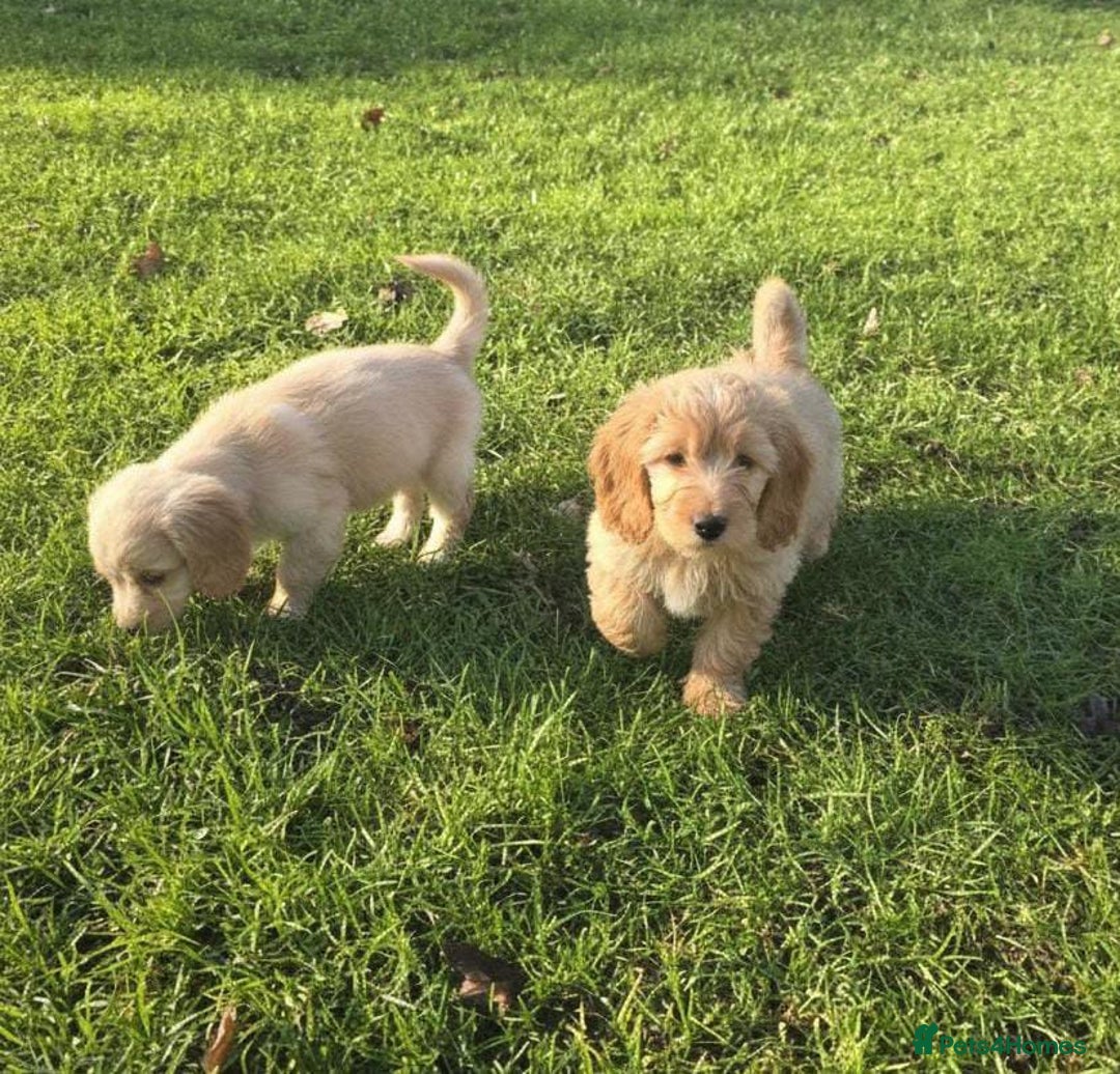 Maltipoo dogs for sale: Maltipoo puppies  - Advert 11