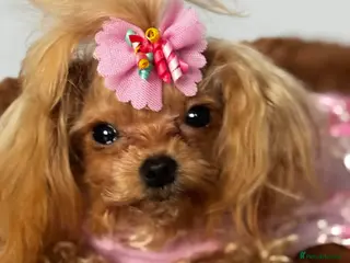 Maltipoo dogs Small F1 Asian Maltipoo female for sale - Advert 2