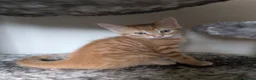 Mixed Breed cats for sale: Maine Coon mix boy in Lincoln - Advert 1