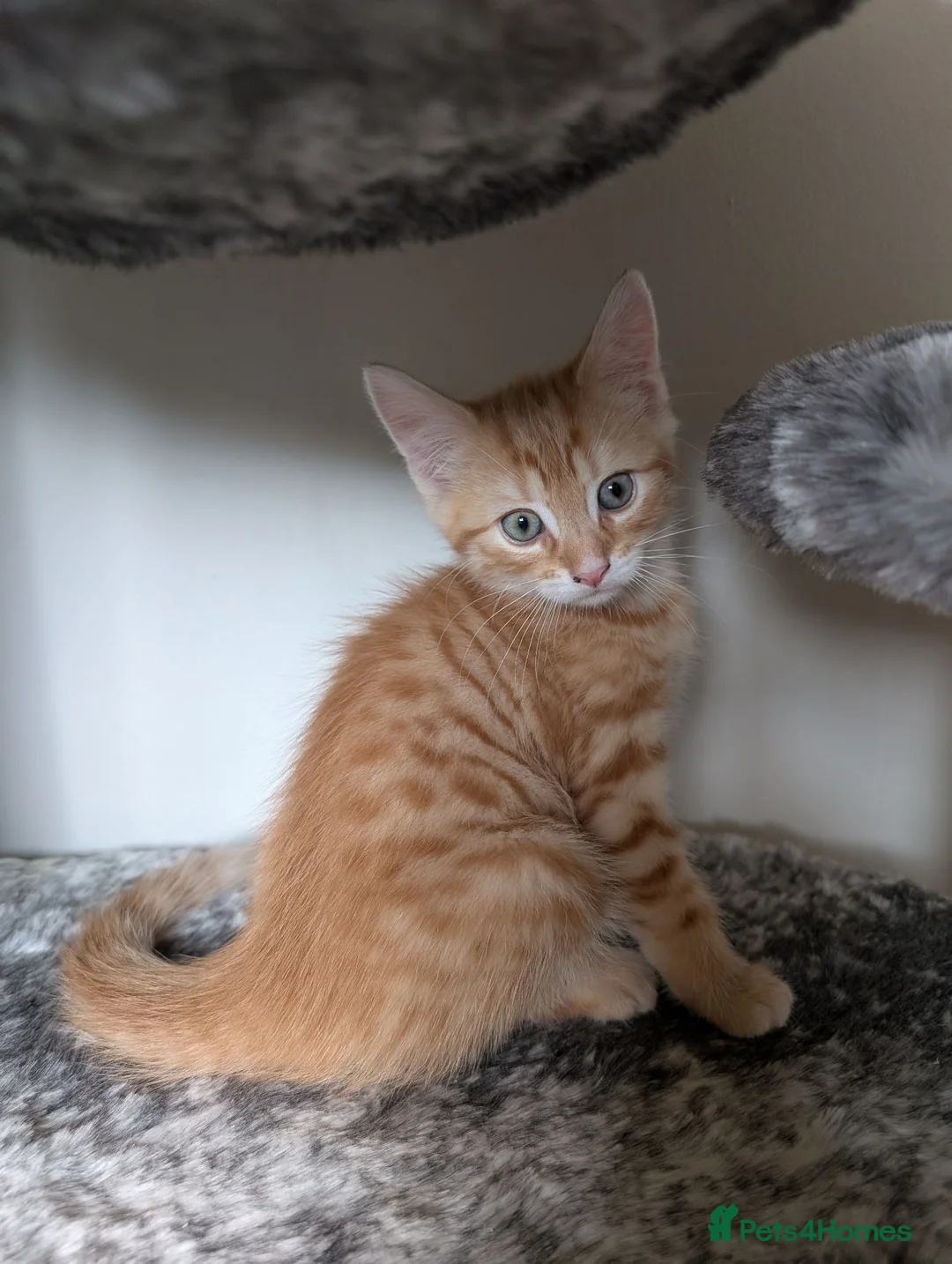 Mixed Breed cats for sale: Maine Coon mix boy in Lincoln - Advert 1