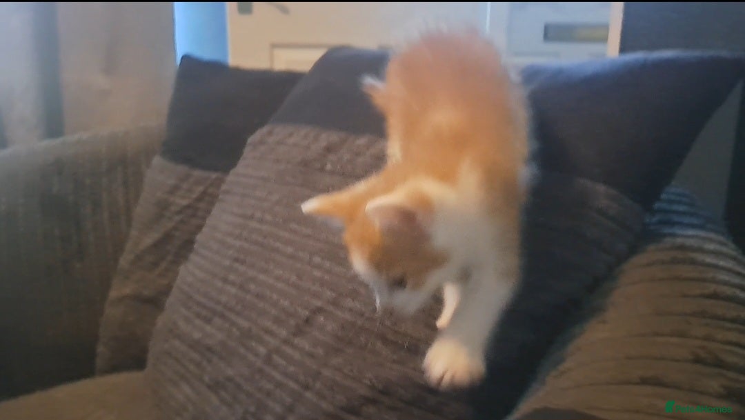 Mixed Breed cats for sale: 7 gorgeous kittens READY NOW - Image 16