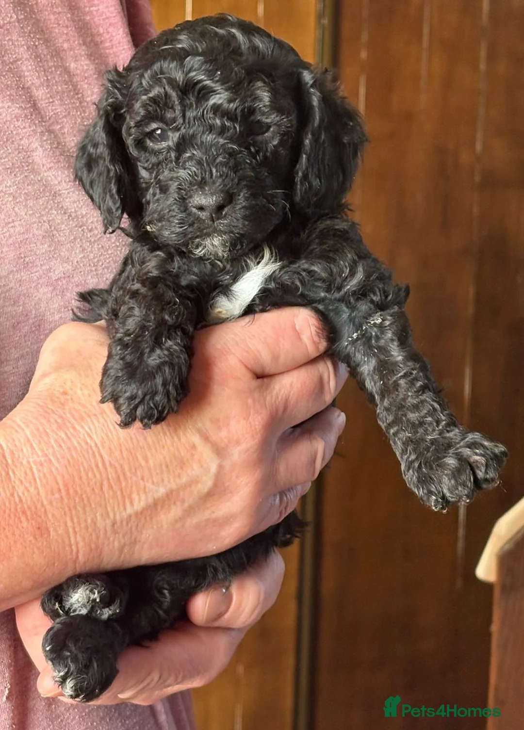 Cockapoo dogs for sale: Cockerpoo F1b Pups for sale (Ready to be rehomed) - Advert 40