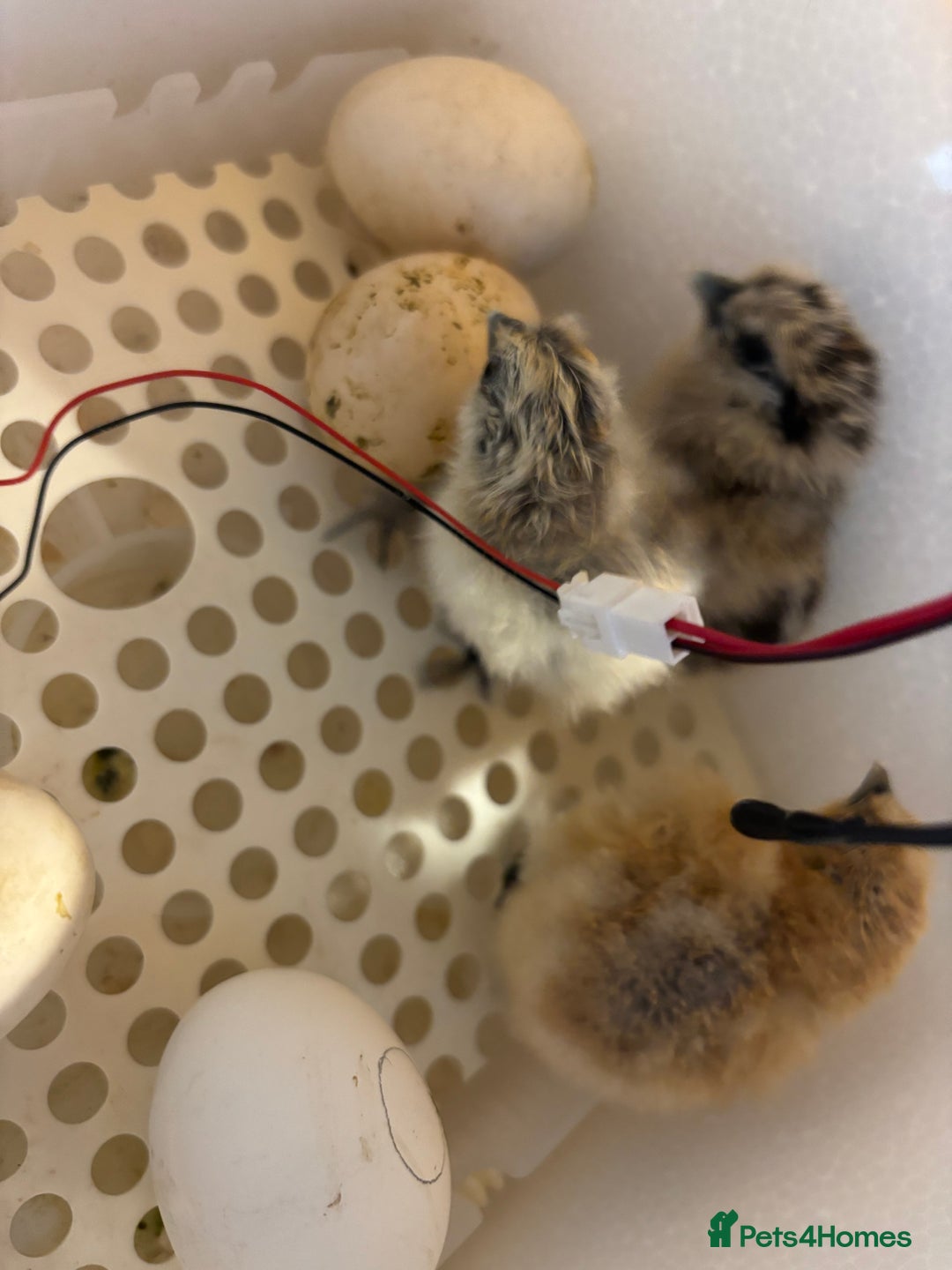 Chickens poultry for sale: Silkie chicks  - Image 1
