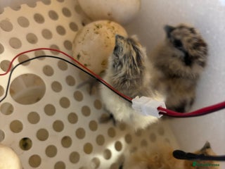 Chickens poultry - Advert 8