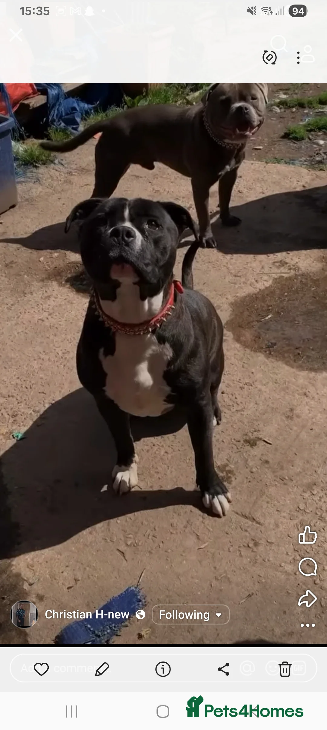 Staffordshire Bull Terrier dogs for sale:  Brindle Staff x blue staff - Advert 2