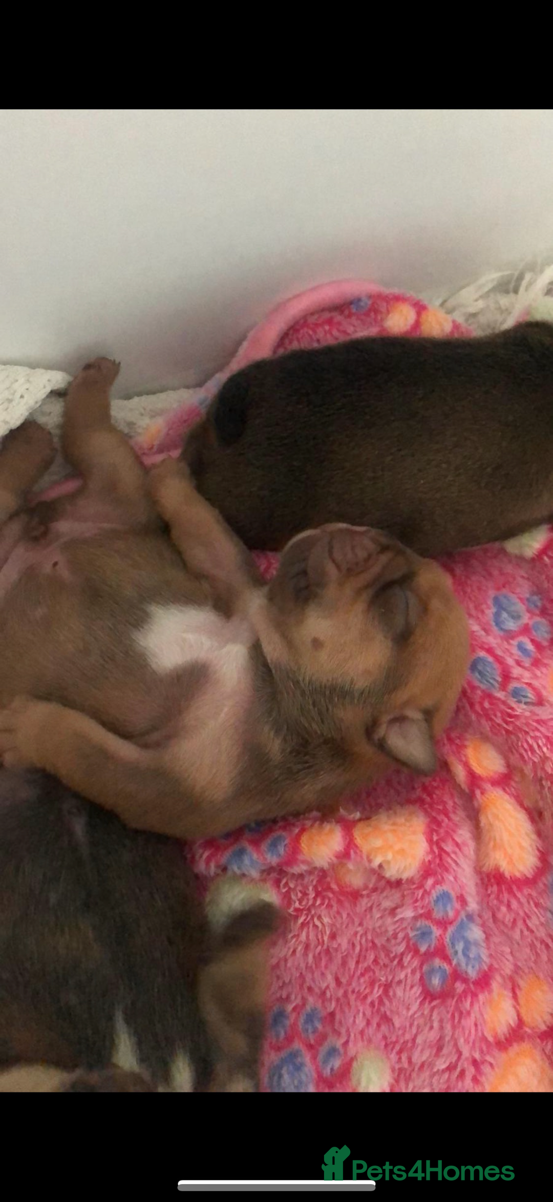 English Bulldog dogs for stud: For stud  - Advert 3