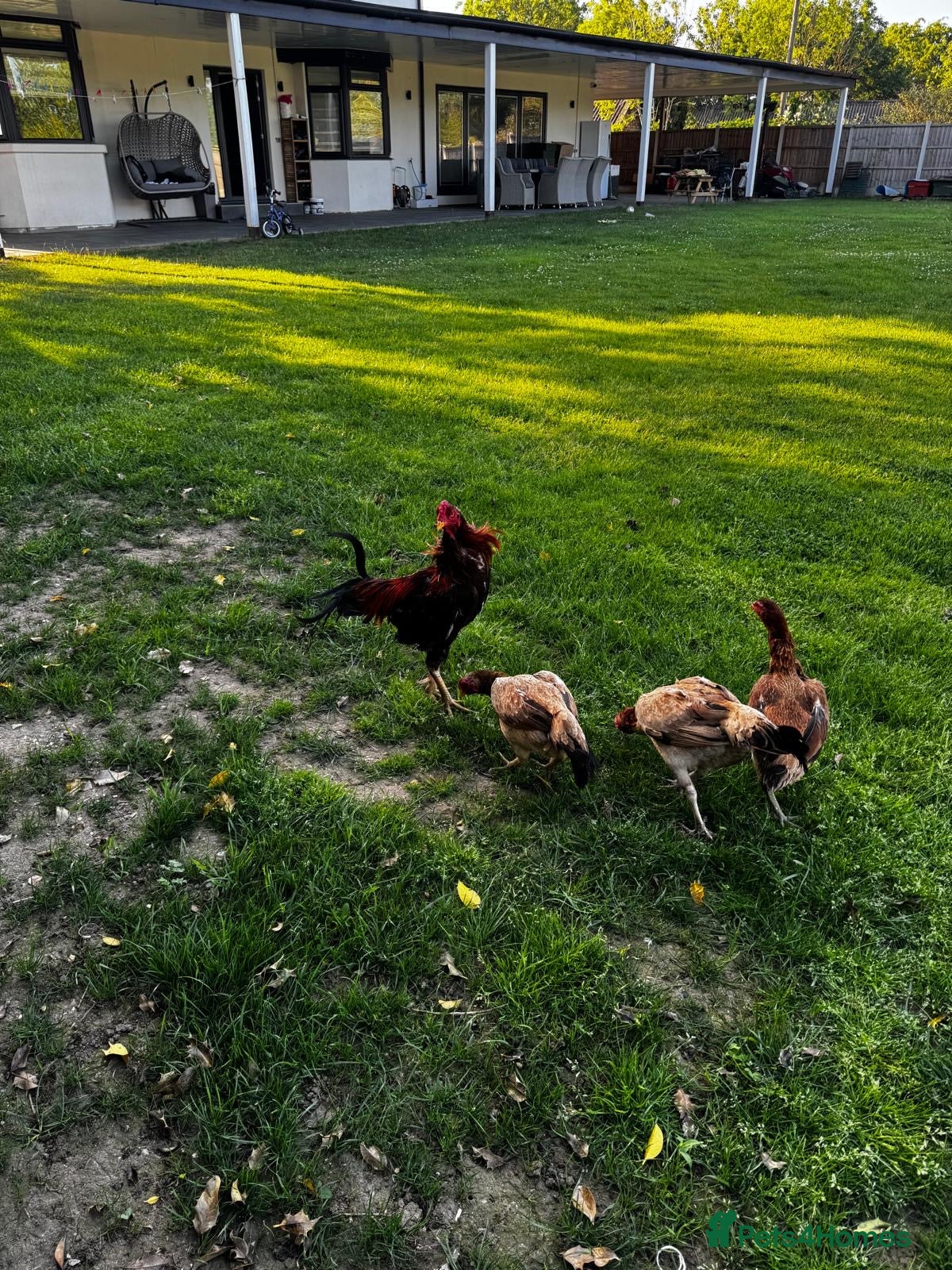 Chickens poultry for sale: Rooster and chickens for sale £250 for all 4 - Advert 1