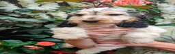 Cocker Spaniel dogs for sale: Beautiful KC Registered Show Cocker Puppies - Advert 7