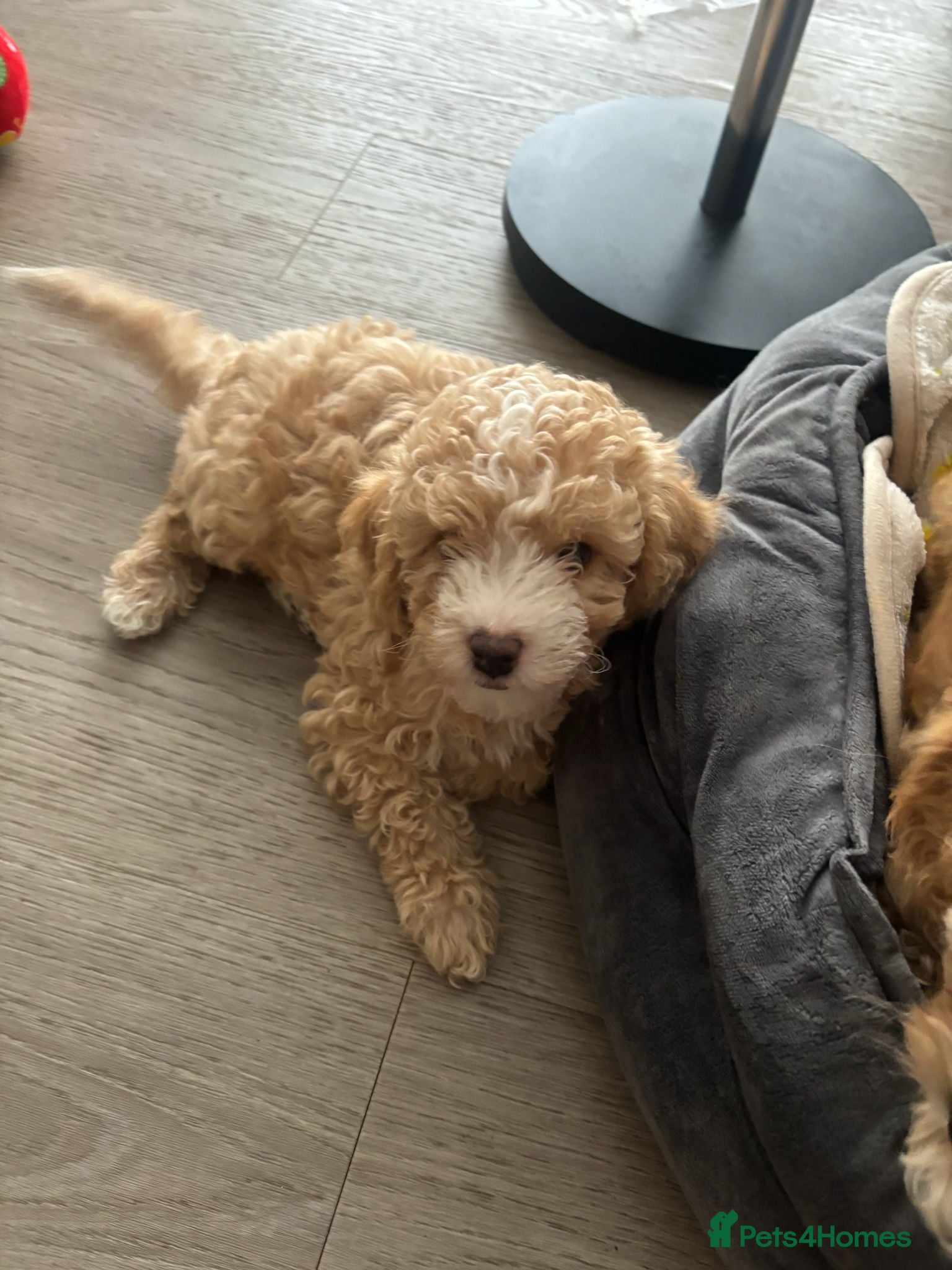Cavapoochon dogs for sale: Stunning F1 Cavapoochon Puppies Healthy and Ready  in London - Advert 9