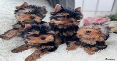 Yorkshire Terrier dogs - Advert 3