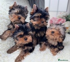 Yorkshire Terrier dogs - Advert 3