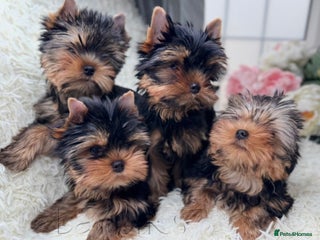 Yorkshire Terrier dogs - Advert 14