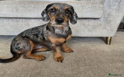 Mixed Breed dogs for sale: 20 month old Daschund cross for forever home - Image 4